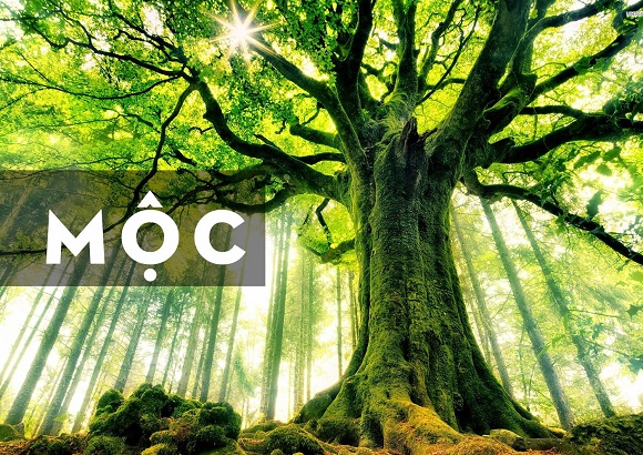 Nhà Gỗ Hợp Mệnh Mộc: Cách Bài Trí Dành Cho Gia Chủ Mệnh Mộc