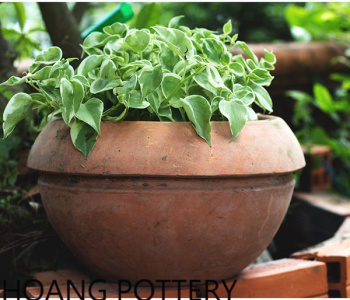 USEFUL TIPS TO TAKE CARE OF YOUR GARDEN PLANTS IN WINTER