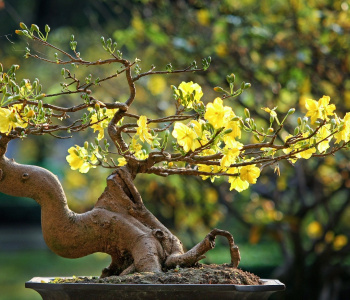 SOME SUGGESTIVE FLOWERS AND PLANTS FOR THE LUNAR NEW YEAR HOLIDAY (TET HOLIDAY)