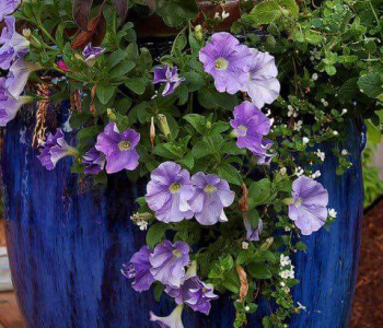 Some suggestive plants for balconies and terraces
