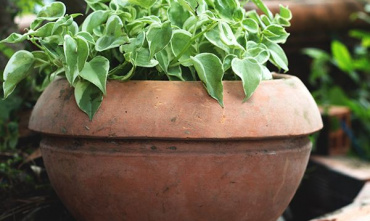 USEFUL TIPS TO TAKE CARE OF YOUR GARDEN PLANTS IN WINTER