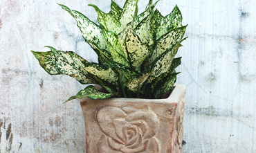 Creating an ideal living space by using flower pots