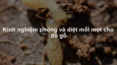 Chống Mối Mọt Nhà Gỗ Đơn Giản Nhất