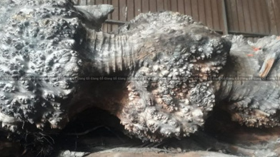 Gỗ Nu Táu Mật – Một Trong Tứ Đại Thiết Việt Nam