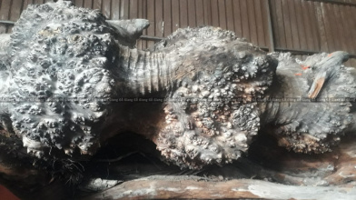 Bán gỗ nu Táu mật khủng - Hàng Việt Nam